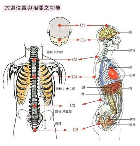 長生學穴位 57年 生肖